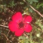 Linum grandiflorumFlower