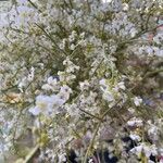 Crambe cordifolia Квітка