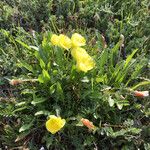 Oenothera triloba Hábito