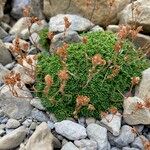 Saxifraga moschata Habitus