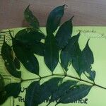Qualea tricolor Leaf
