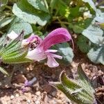 Salvia hierosolymitana 花