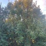 Acer pseudoplatanus Habitus