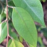 Hymenocardia ulmoides Hoja