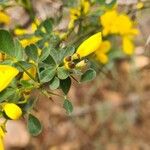 Cytisus spinosus Leht