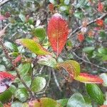 Vaccinium arboreum Leaf