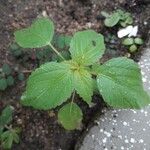 Amaranthus viridis 葉