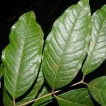 Eugenia lithosperma Leaf