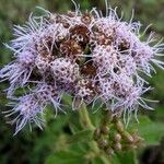 Chromolaena odorata Flor