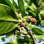 Phillyrea latifolia Fruit