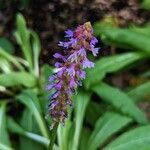 Primula vialii Цвят