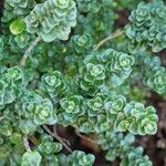 Prostanthera cuneata Yaprak