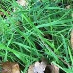 Molinia caerulea Blad