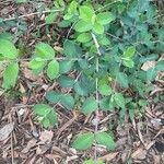 Lonicera chrysantha Leaf