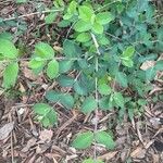 Lonicera chrysantha Folio