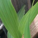 Maxillaria camaridii Leaf