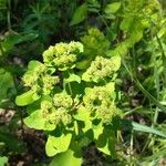 Euphorbia hyberna ফুল