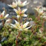 Saxifraga bryoides Habitatea