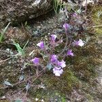 Chaenorhinum origanifolium Vekstform