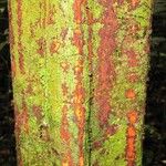 Pouteria engleri Bark