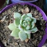 Echeveria colorataপাতা