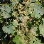 Macleaya cordataFolha