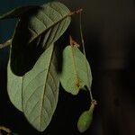 Monanthotaxis letestui Leaf