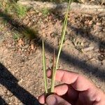 Urochloa eminii Blad