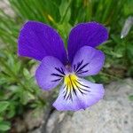 Viola lutea Flor
