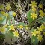 Aichryson divaricatum Flor