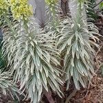 Euphorbia characias Συνήθη χαρακτηριστικά