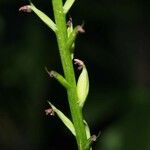 Peristylus minimiflorus Flower