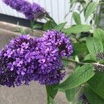 Buddleja japonicaKvět