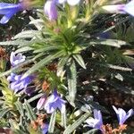 Lithodora zahnii Hábito