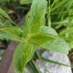 Mentha longifolia Foglia