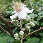 Rubus ulmifolius फूल