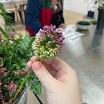 Allium rotundumКветка