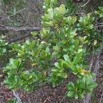 Erythroxylum novocaledonicum Habit