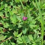 Trifolium usambarense Листок