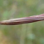 Bromus diandrus Fruit