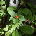 Cornus canadensis Frugt