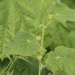 Abutilon mauritianum Fruct