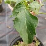 Ocimum carnosum Fruit