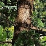 Pinus aristata बार्क (छाल)