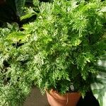 Selaginella plana