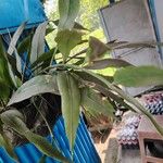 Epiphyllum oxypetalum Φύλλο