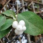 Symphoricarpos albus Vaisius