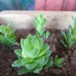 Haworthia cymbiformis Yaprak