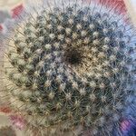 Mammillaria hahniana Frunză