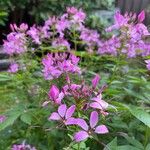 Cleome houtteana Blüte